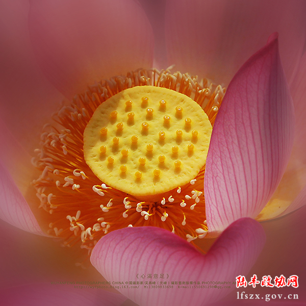 《心滿意足》吳燕峰 攝